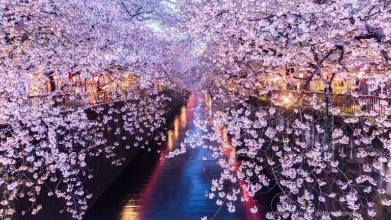 お花見を“3回”すると金運が一気にアップする！？【Dr.コパの風水解説】