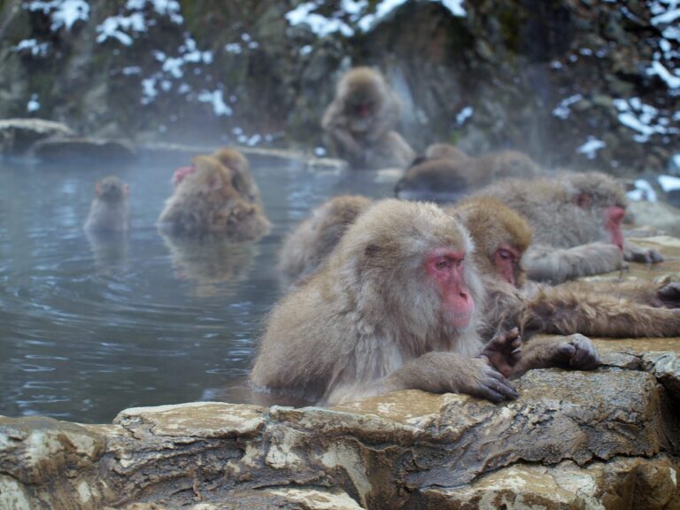 冬に温泉旅行へ行くならココ！温泉ソムリエおすすめの冬温泉10選