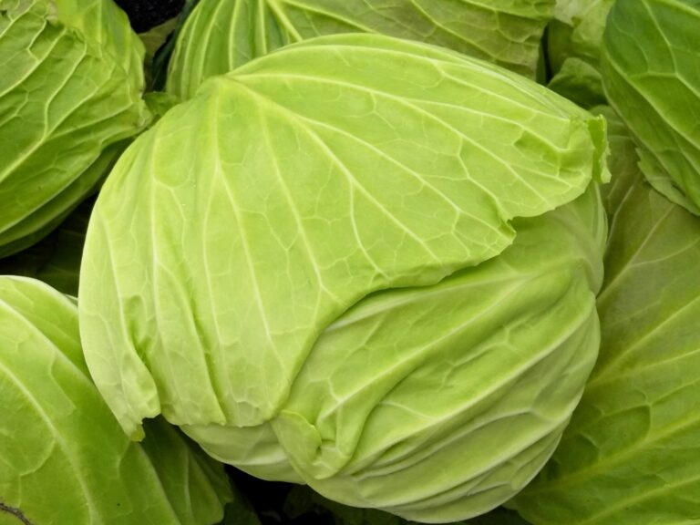外側の葉は剥がしちゃダメ！？失敗しないキャベツの選び方＆買い方