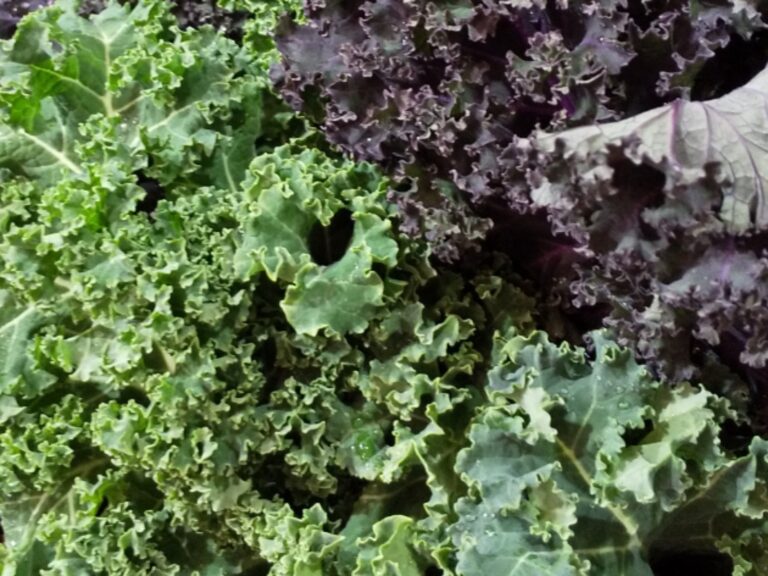 青汁の原料も、いまやおやつに変身！野菜不足の救世主的、栄養満点おやつ