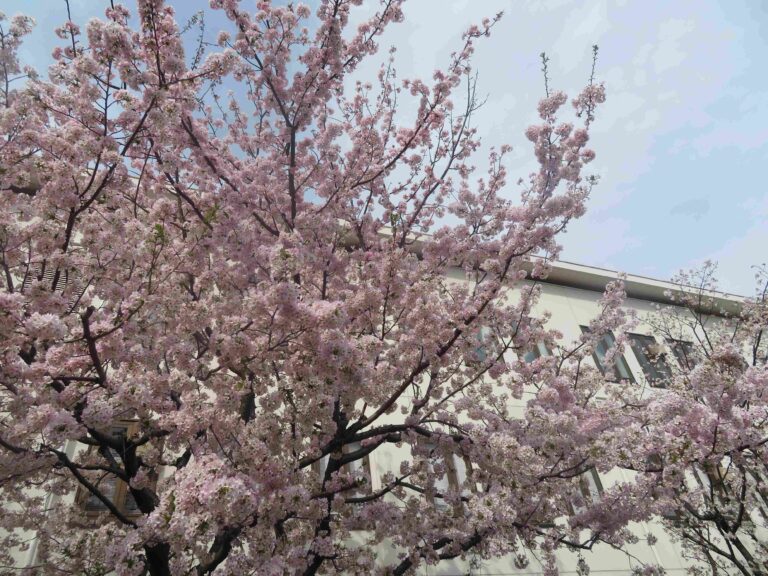 早めの準備を！説明会では聞けない？小学校生活の必需品