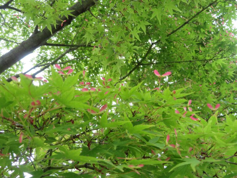 心地よく五感を刺激！コロナ自粛ストレスを和らげよう