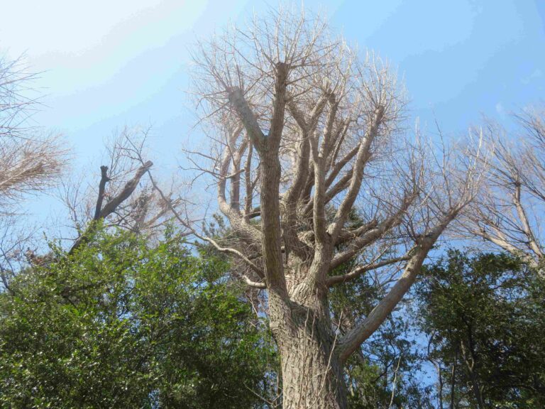 皆様暖かい言葉をありがとう！素朴な疑問に答えます