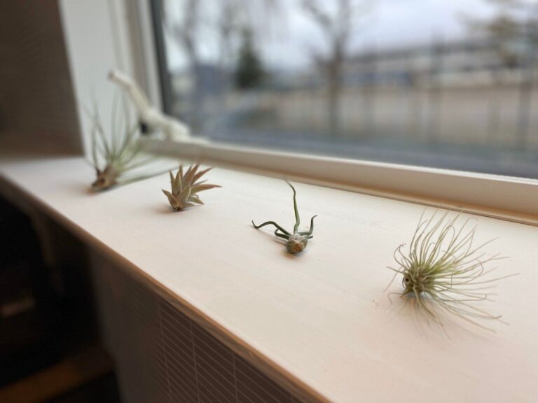 ただ置くだけでもフォトジェニック！な無印良品のエアプランツ