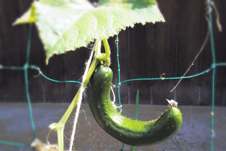 ギネス級に◯◯なきゅうり→【無印良品】アイテムで腸活食材へ変身させる方法！