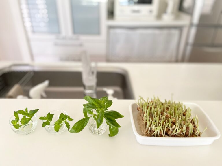 【陸の豊かさ】お得がいっぱい！再生野菜「リボベジ」でエコな生活！