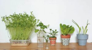 【7月のアクション】今話題の「再生野菜」を育ててみよう！