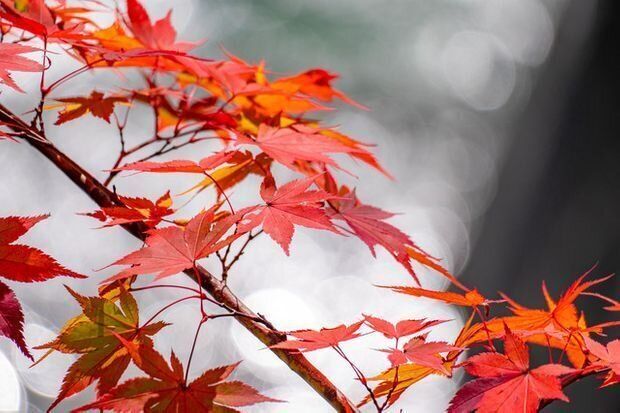 もみじの正しい剪定方法！剪定時期や普段のお手入れ方法まで徹底解説