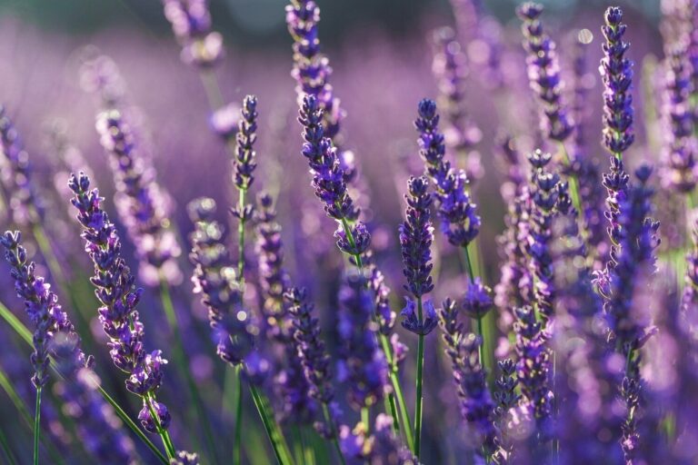 2021年のラッキーカラーはこの4色！ 洋服、持ち物、雑貨、タオル…に使えば使うほど運気が上がる【Dr.コパの風水解説】