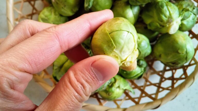 食べるなら、断然○○キャベツ！少量でも栄養満点＆時短を叶える食べ方とは？