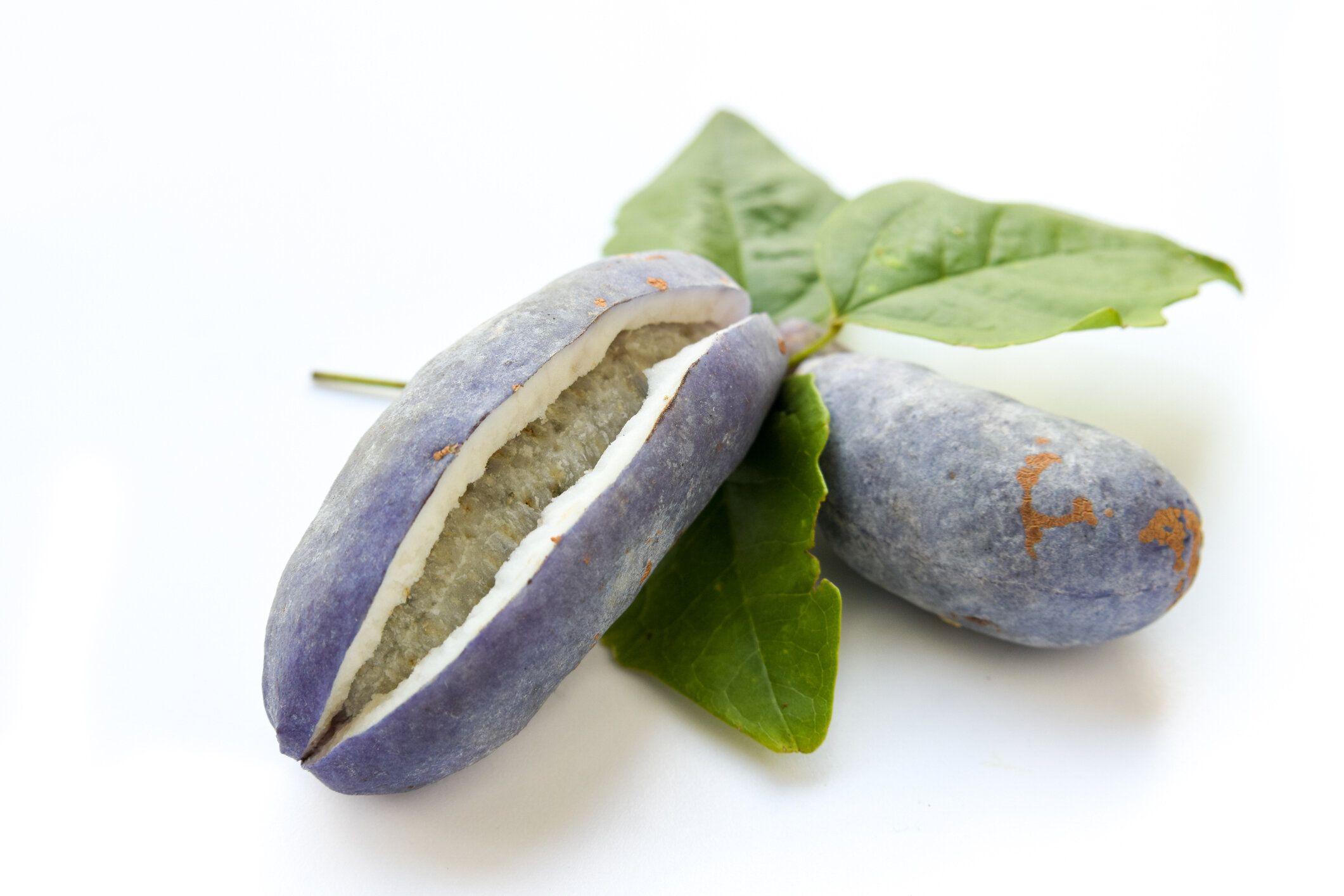 白い背景のアケビ