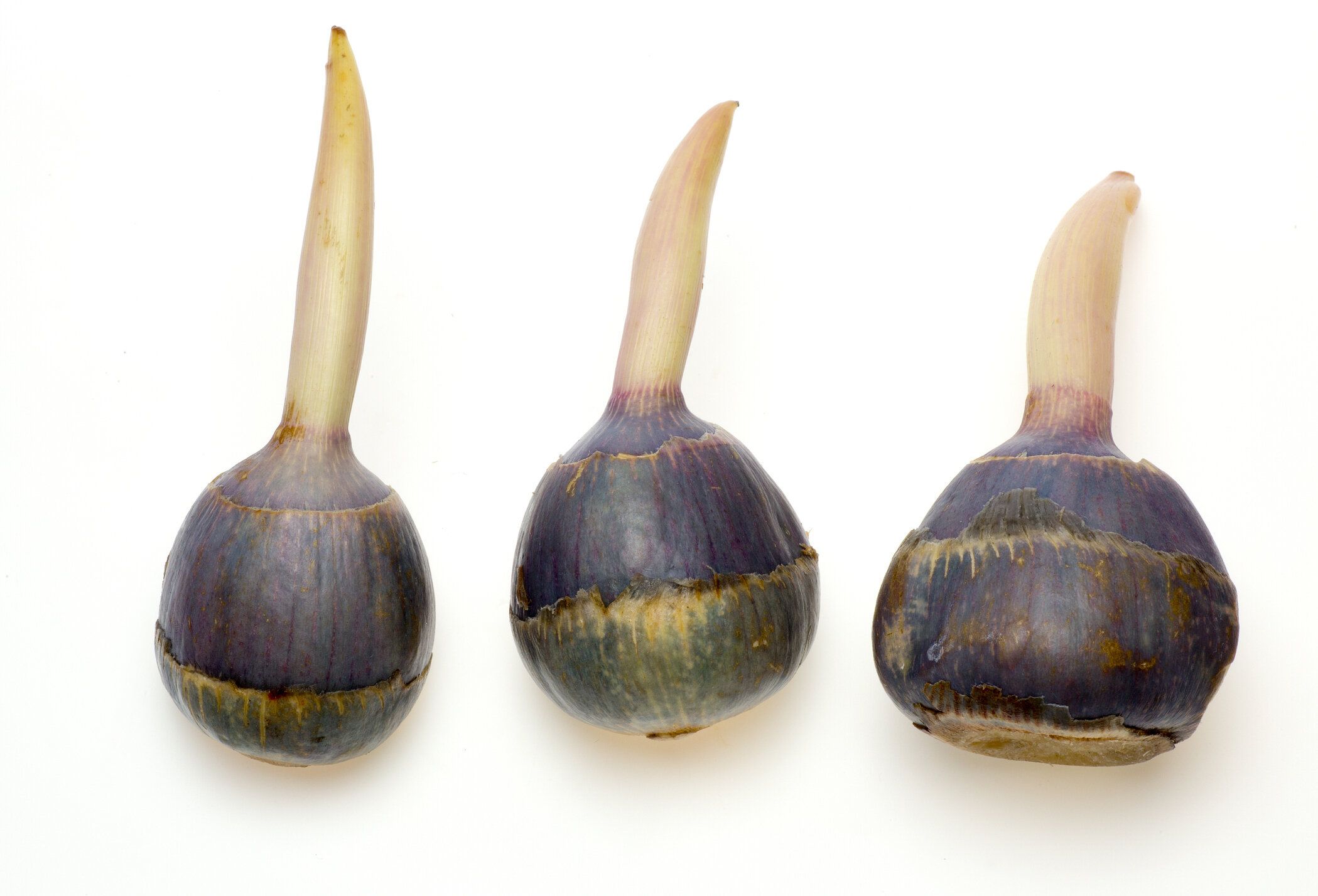 のチェスナッツ