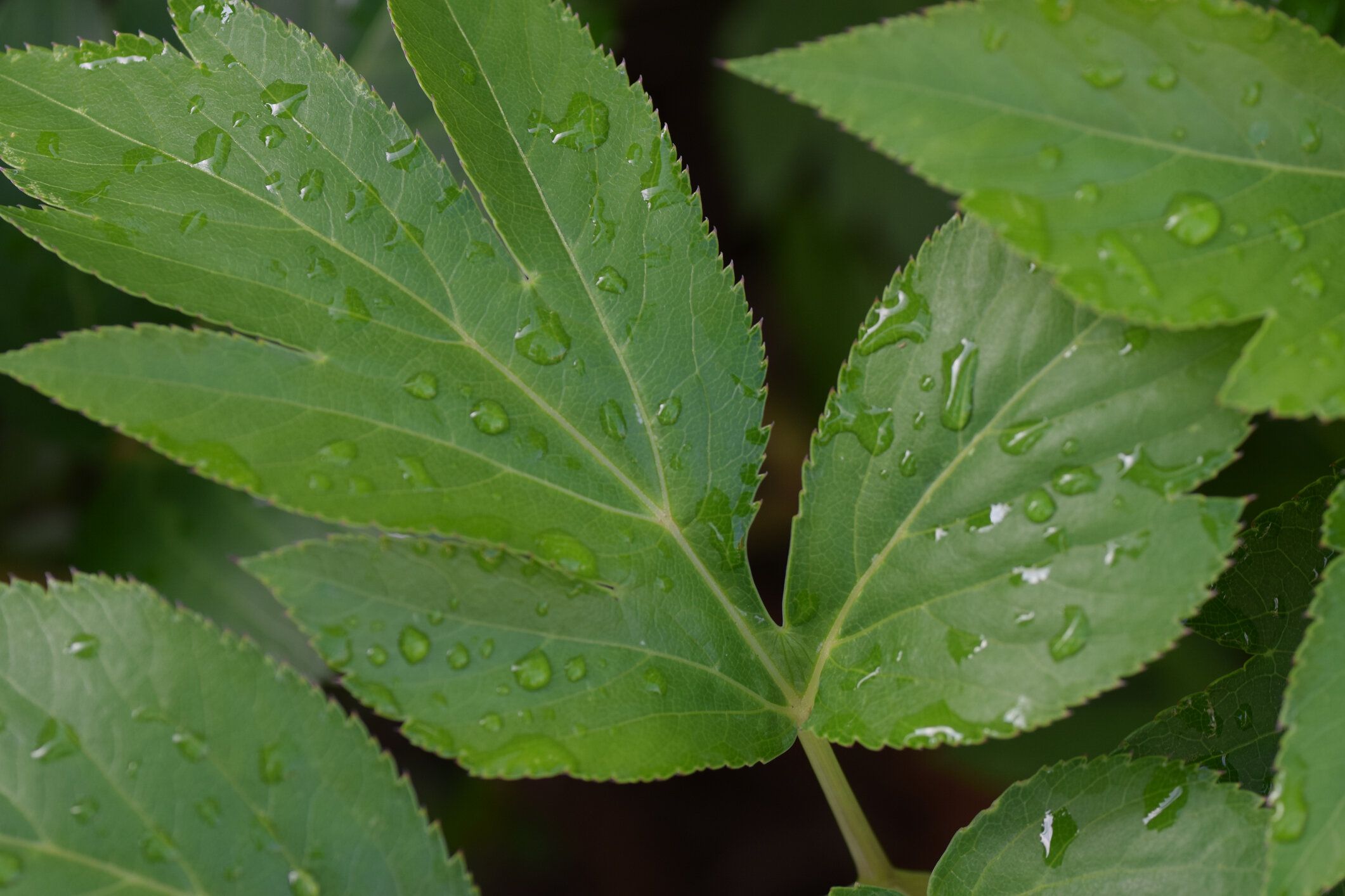 アシタバ/日本のあした葉