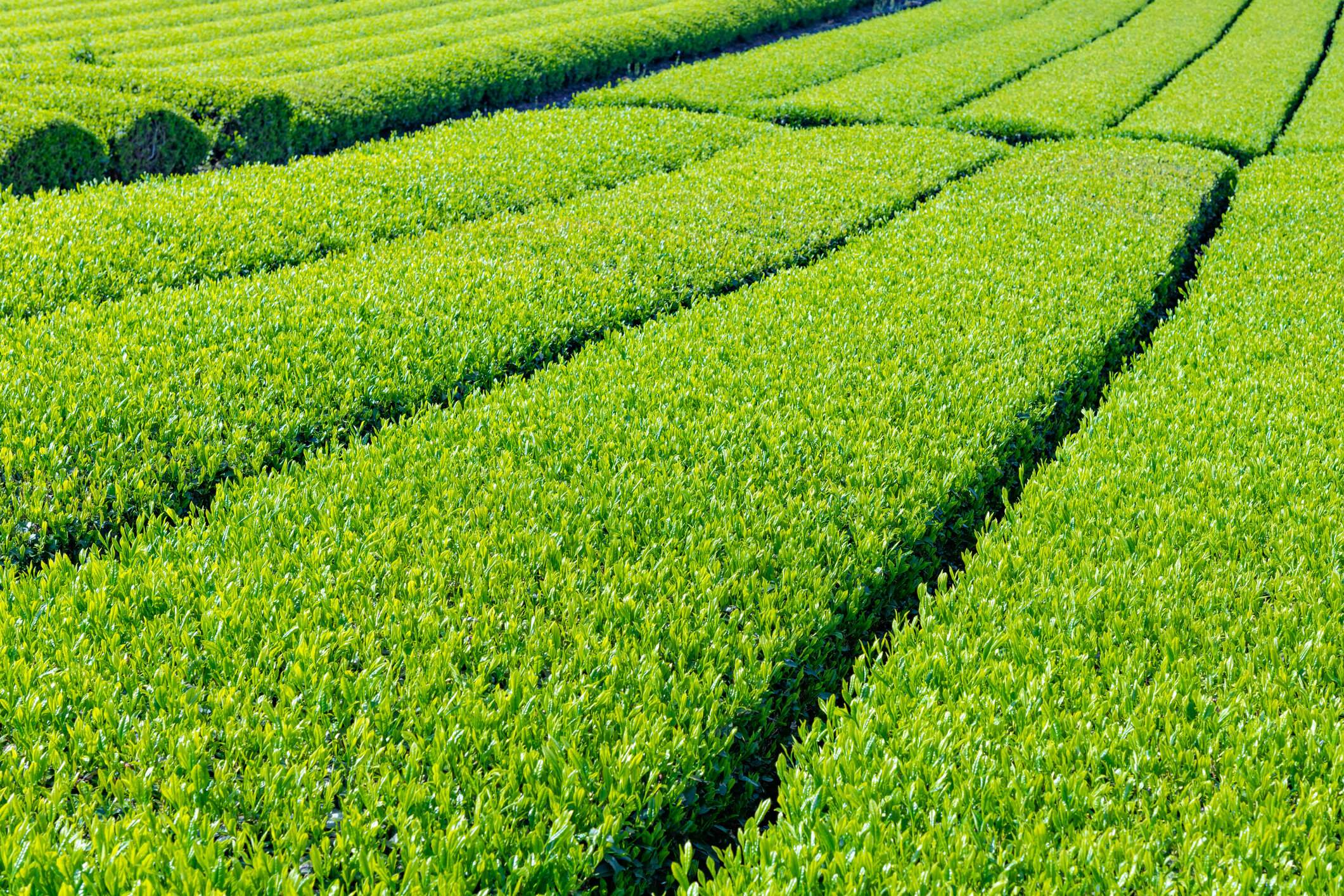 静岡県富士市大淵ササバの茶畑