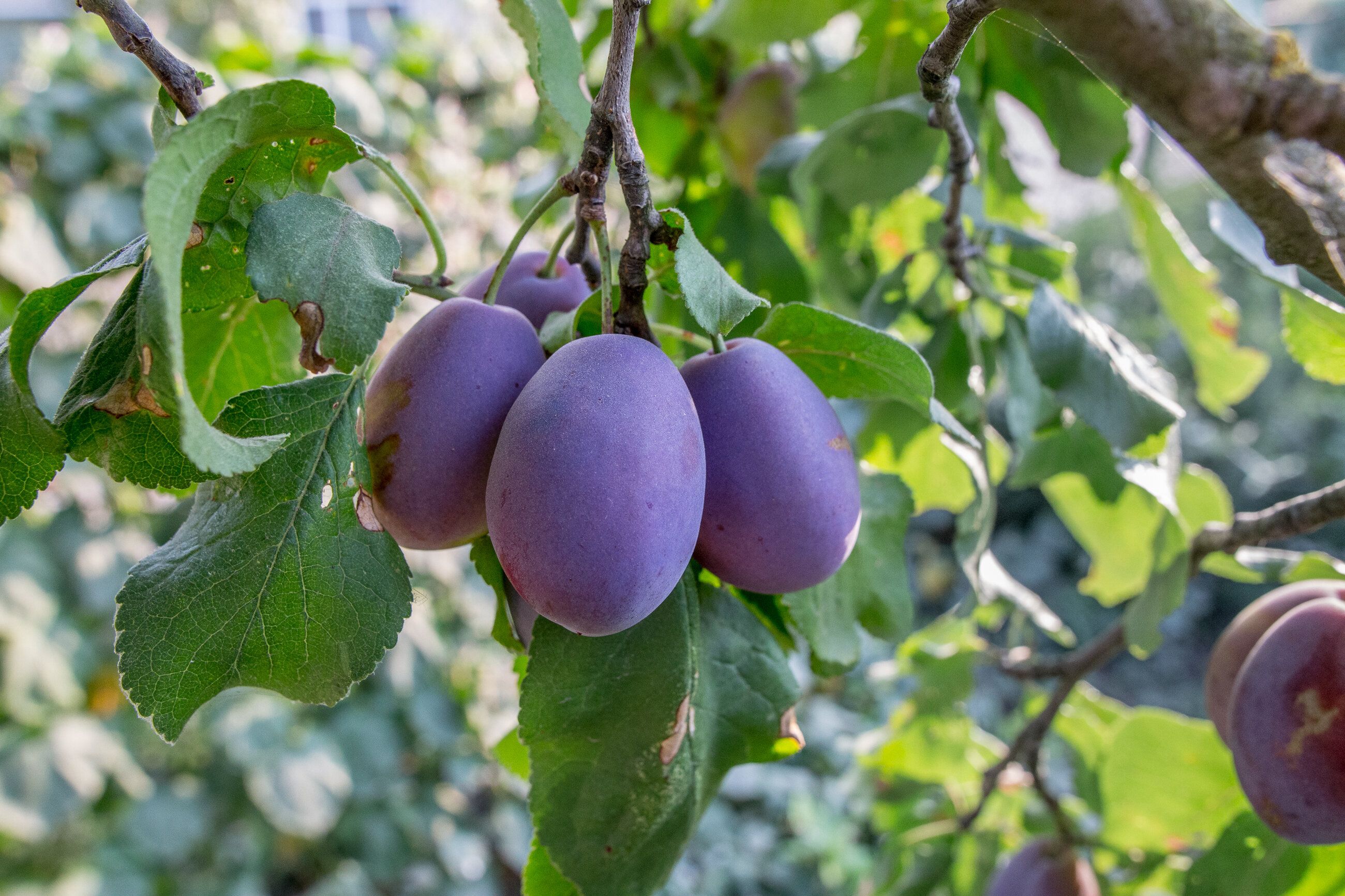 プラム - 丸く、生で、コピースペースを持つ木の上に熟します。