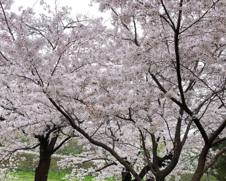 【セブン】お花見にぴったりな和菓子はコレだ！