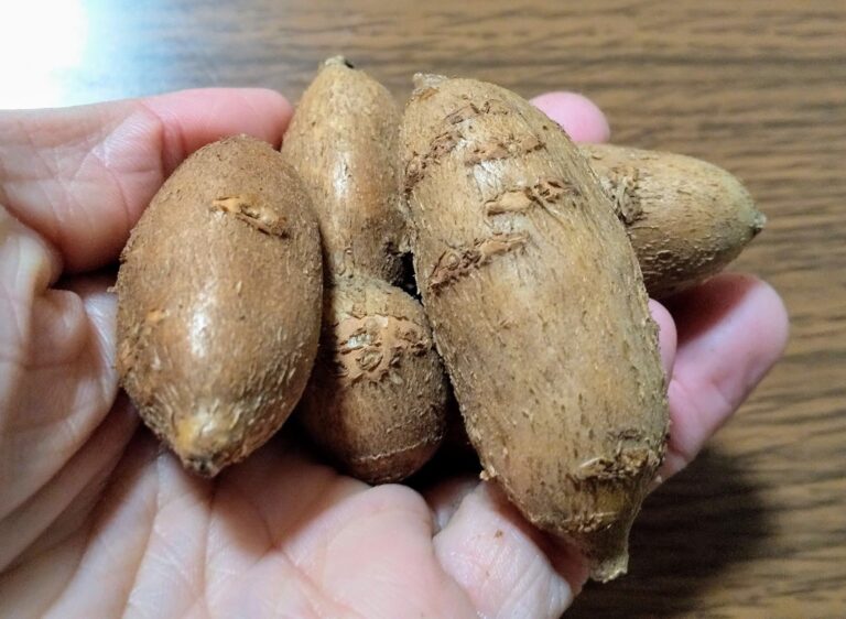 豆のようで芋みたい？世界三大健康野菜の【アピオス】を食べてみた！