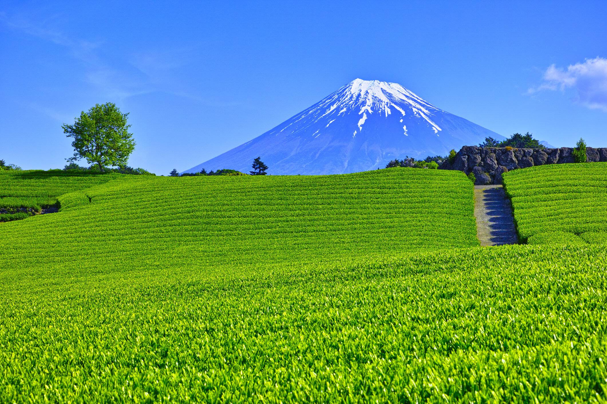 茶畑と富士山