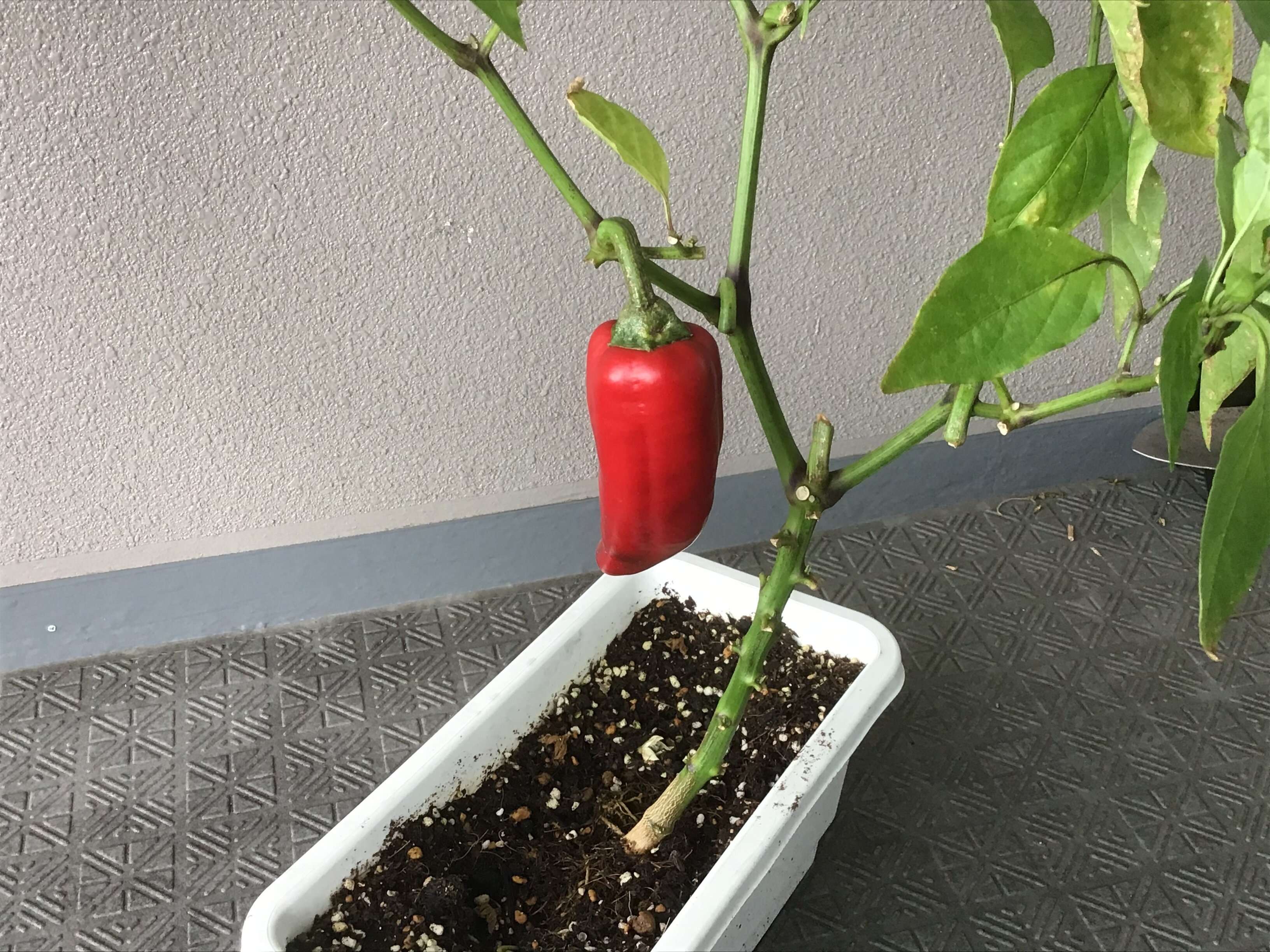 バルコニーの菜園で熟した赤ピーマン