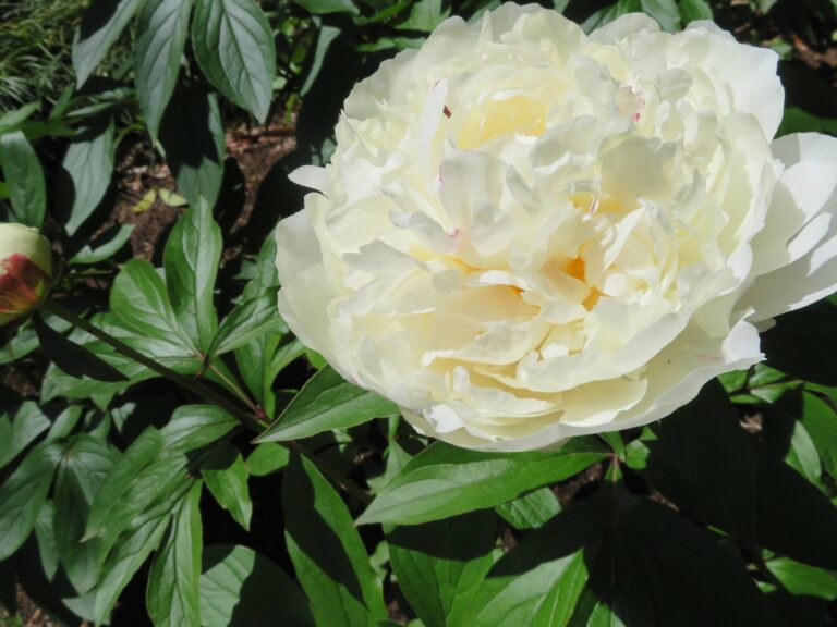 【妄想企画】もし1日家事を免除されたらどこで何する？