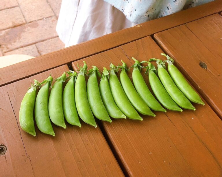 ズボラ主婦でも収穫できた！プランター菜園におすすめ５選