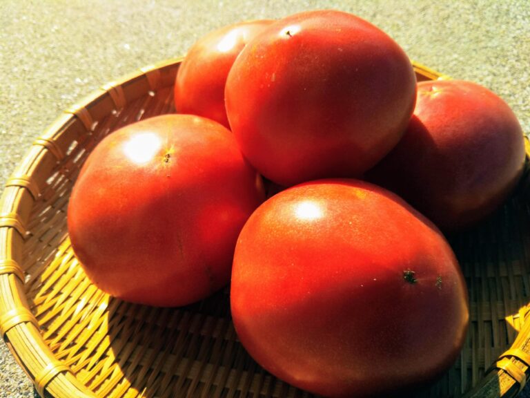 知らずに食べちゃダメ！効果が倍増する【トマト】の選び方＆好相性な野菜とは？