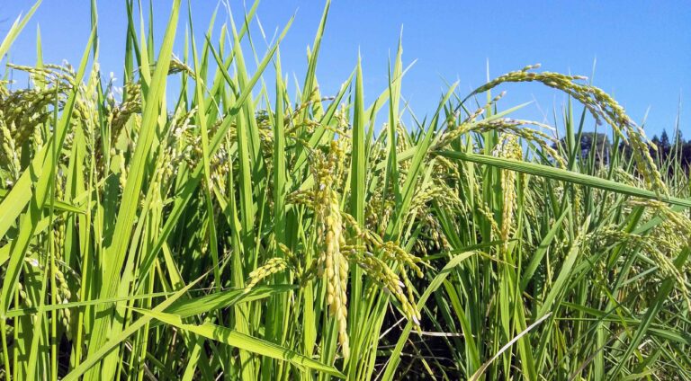 コレを変えたらいつものごはんがグレードUP⁉ごはんをおいしく炊くためのシンプルなコツ