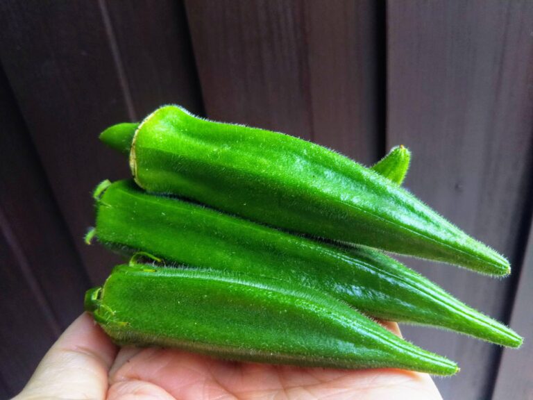 食べられる野菜の花があるって知ってる？偶然採れた、巨大エディブルフラワーを食べてみた！