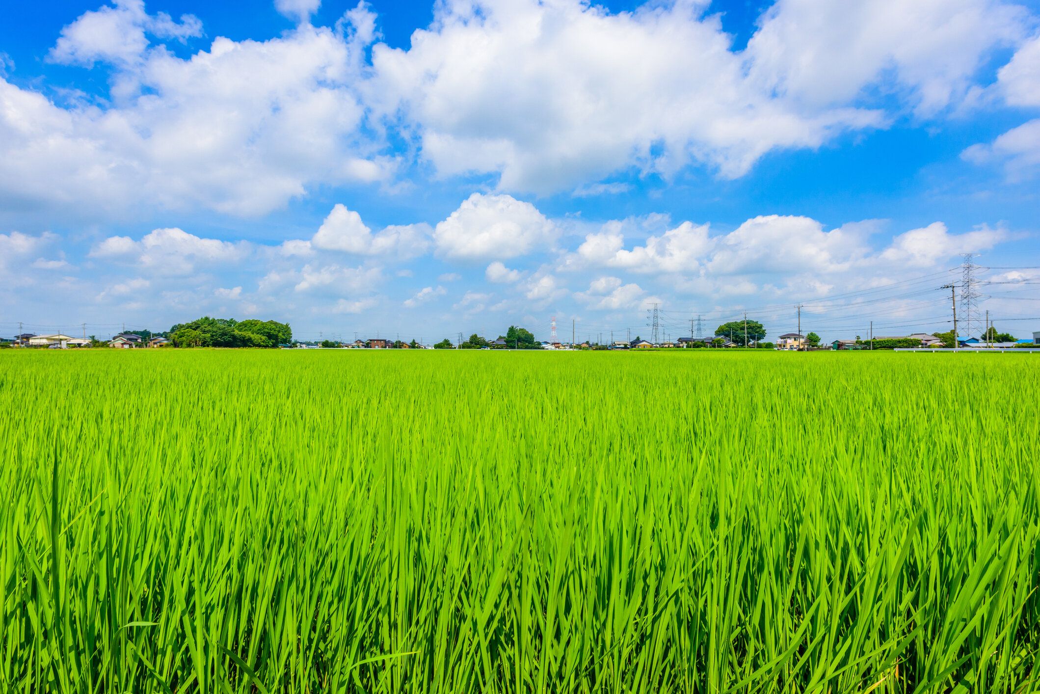 埼玉県の田畑。