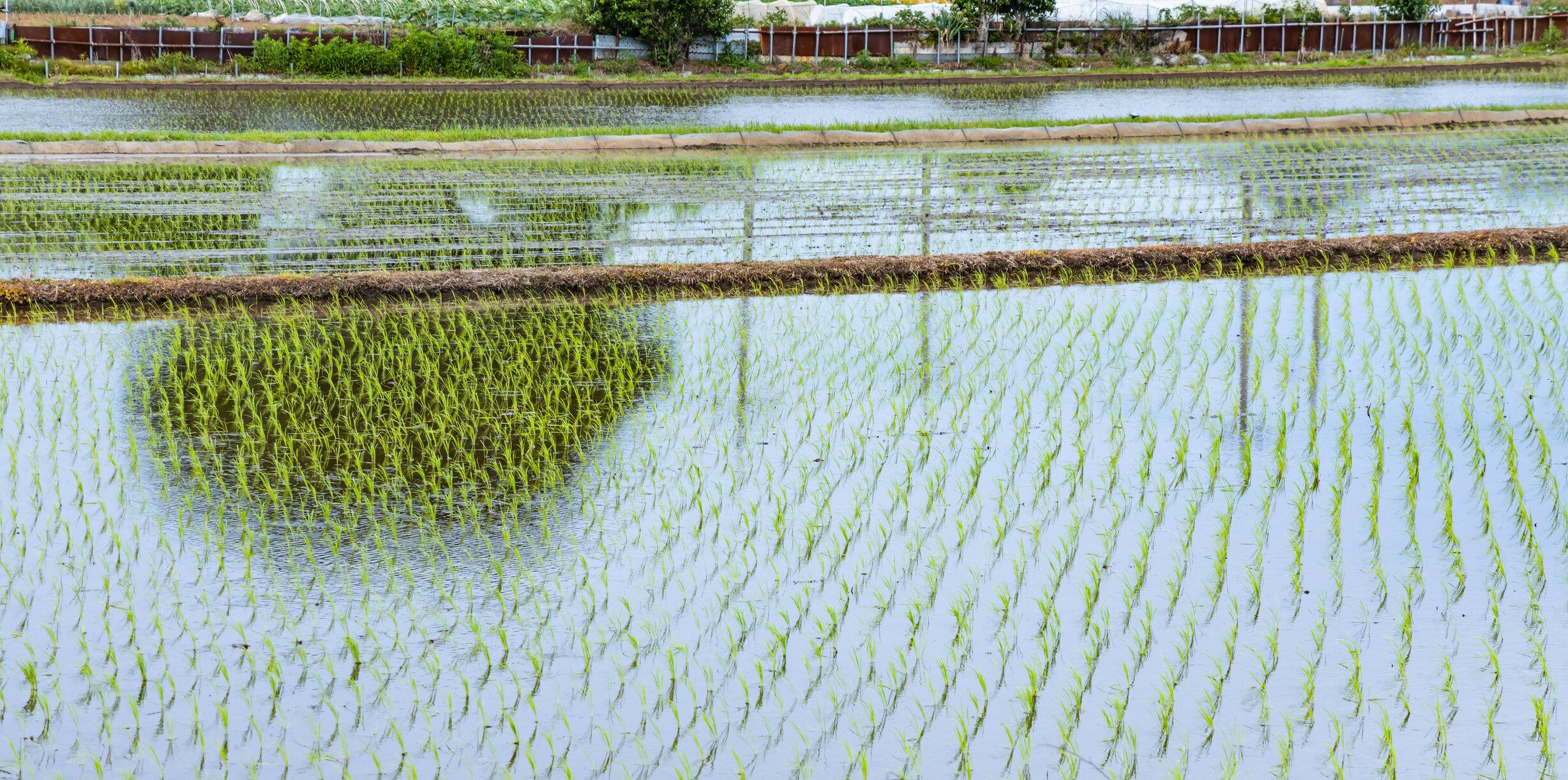 青空と雲が映る横浜郊外の水田