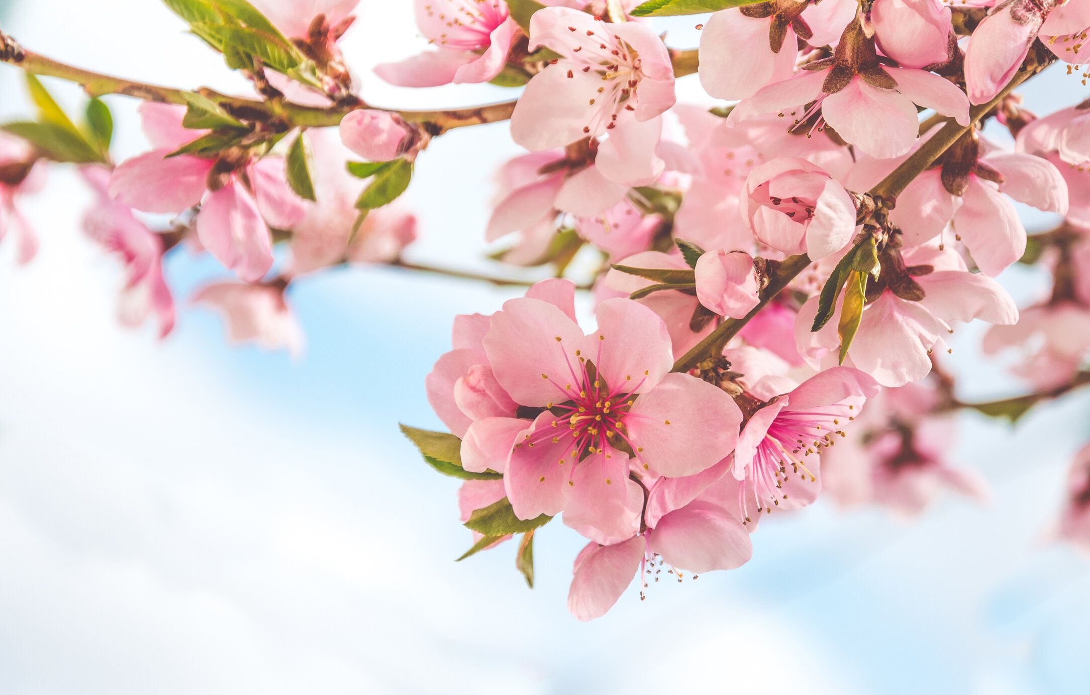 春の優しさ。中国桃と青い春の空