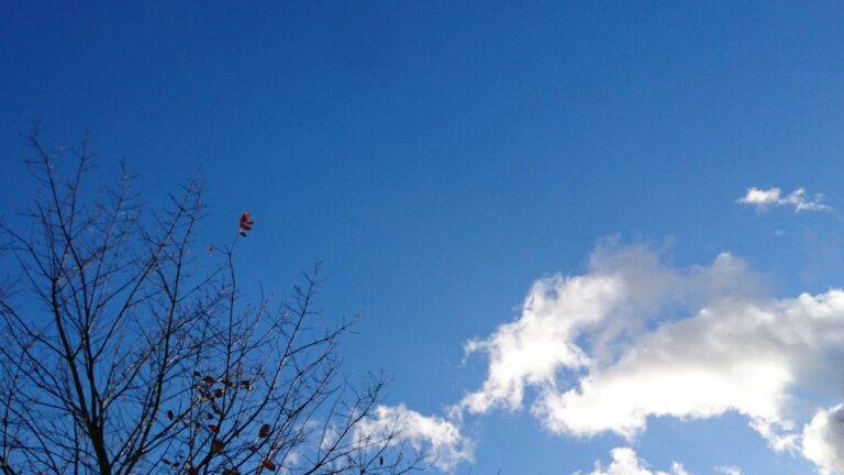 【２０２２年】エコ人間の来年の目標は？