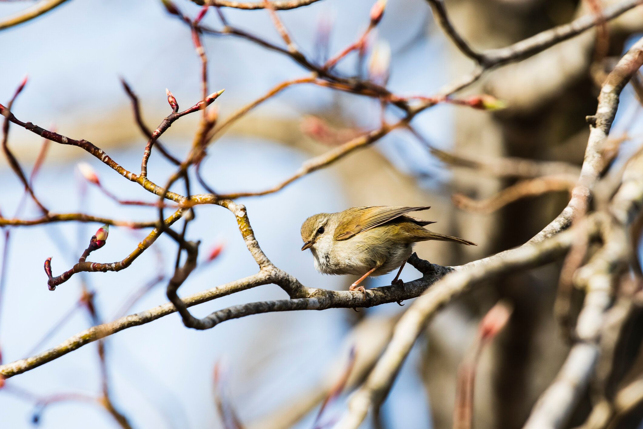 日本のブッシュ・ウォーブラー