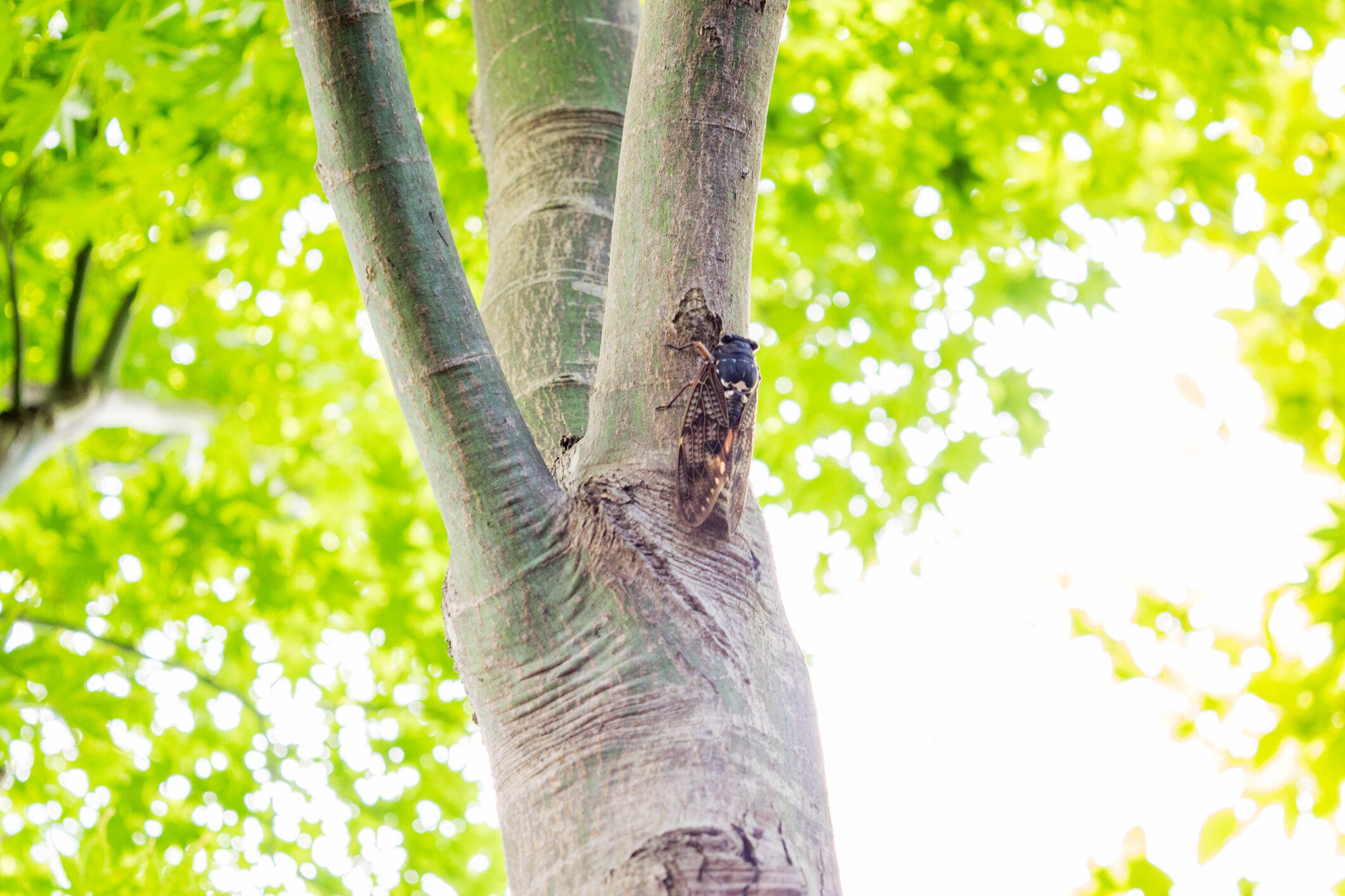 木に巻き込まれたセミ