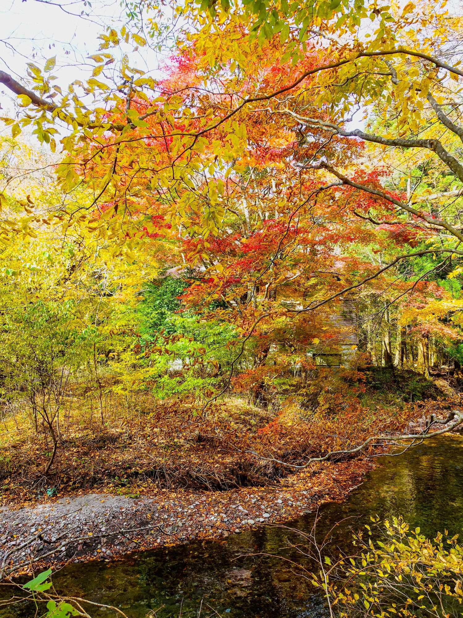 久住山脈東麓黒岳の森に湧く大池泉の紅葉