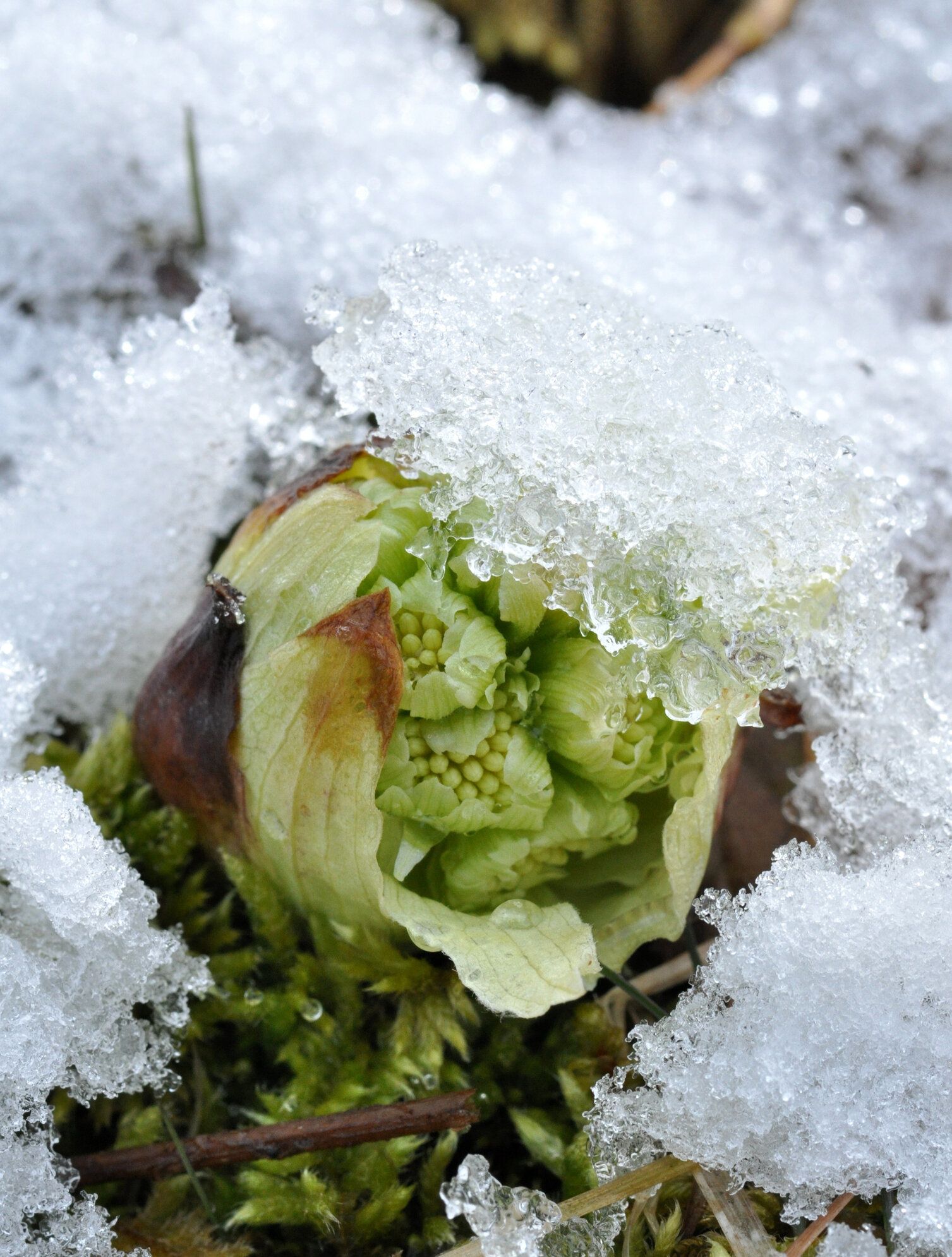 バターバースプラウト