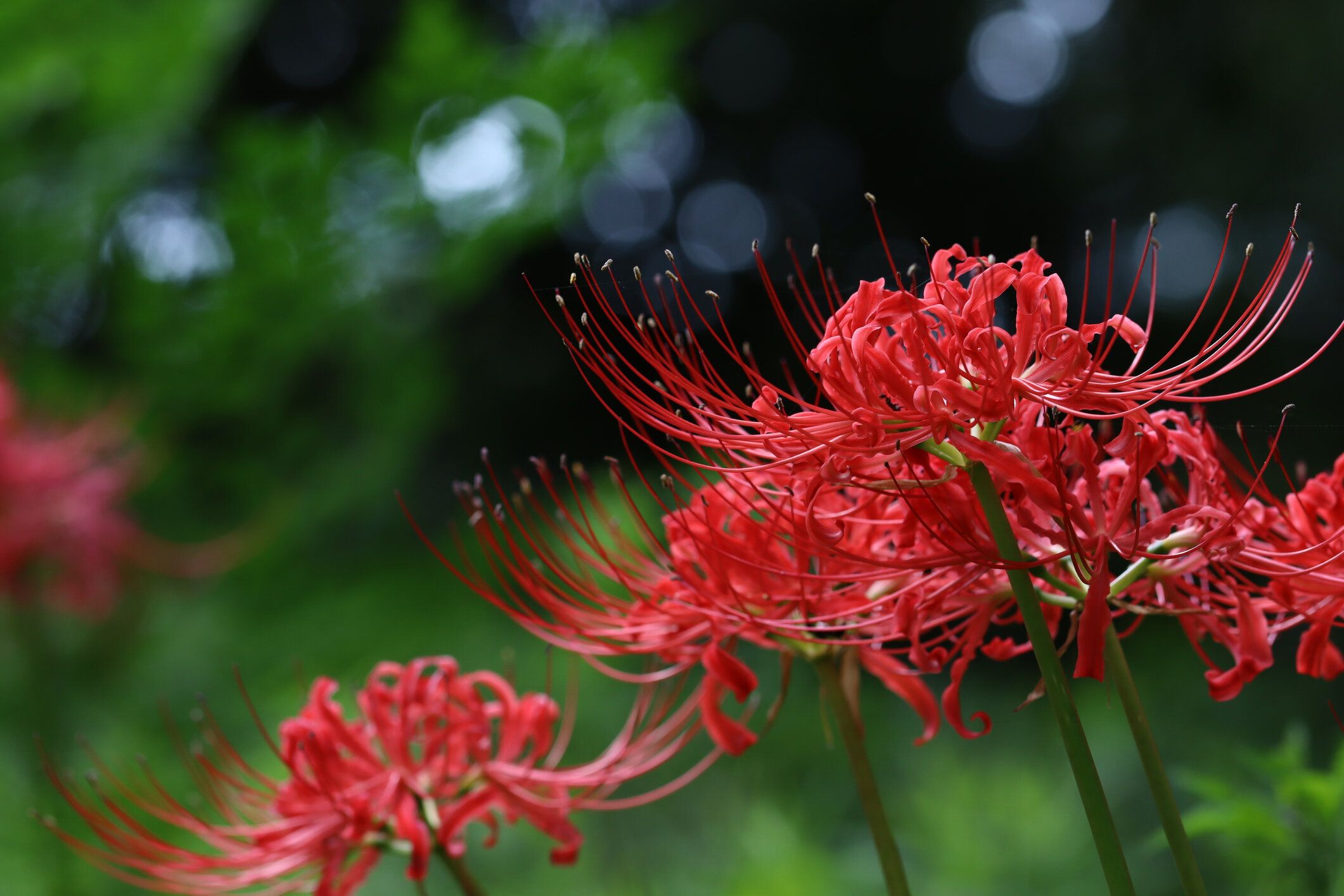 美しい赤いクラスターアマリリスの多く。