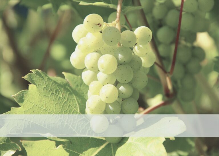 意外！ベネッセホールディングスの本社ってココだったんだ！本社のある〇〇県の魅力をちょこっと紹介！