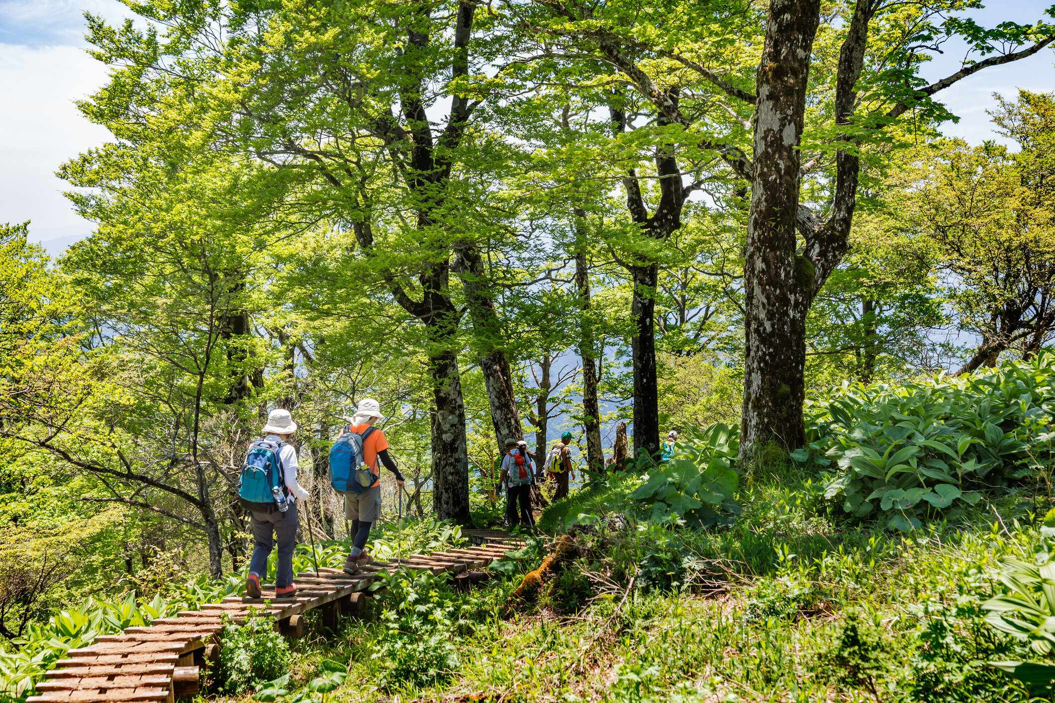 山のハイキングコース
