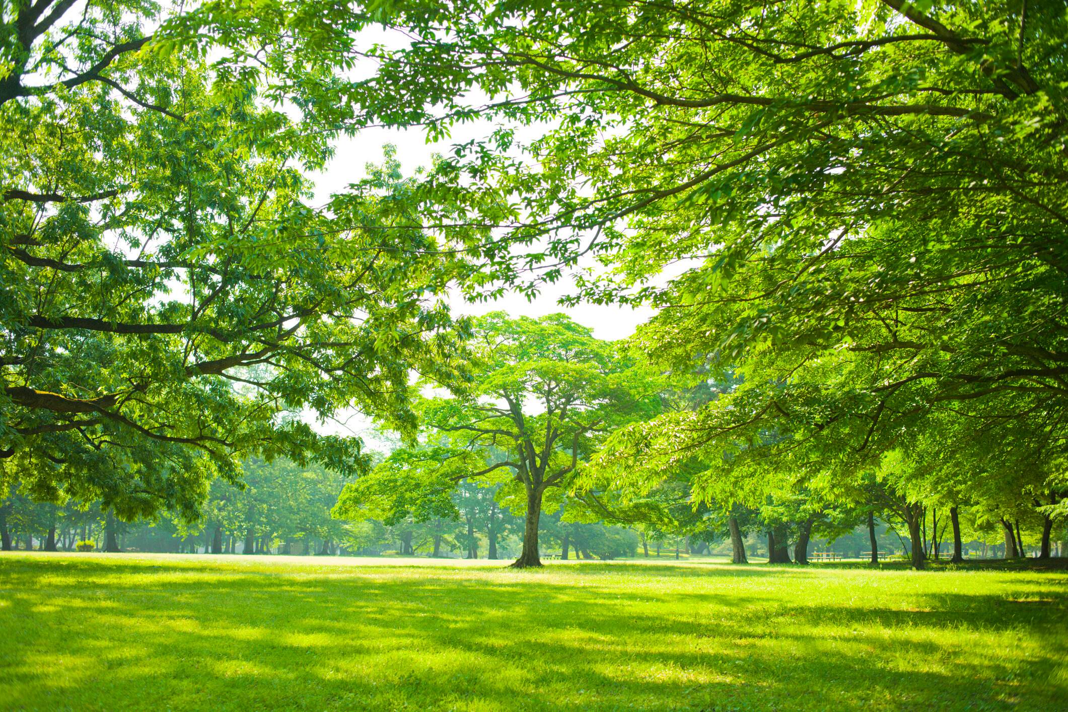 庭の木々と芝生
