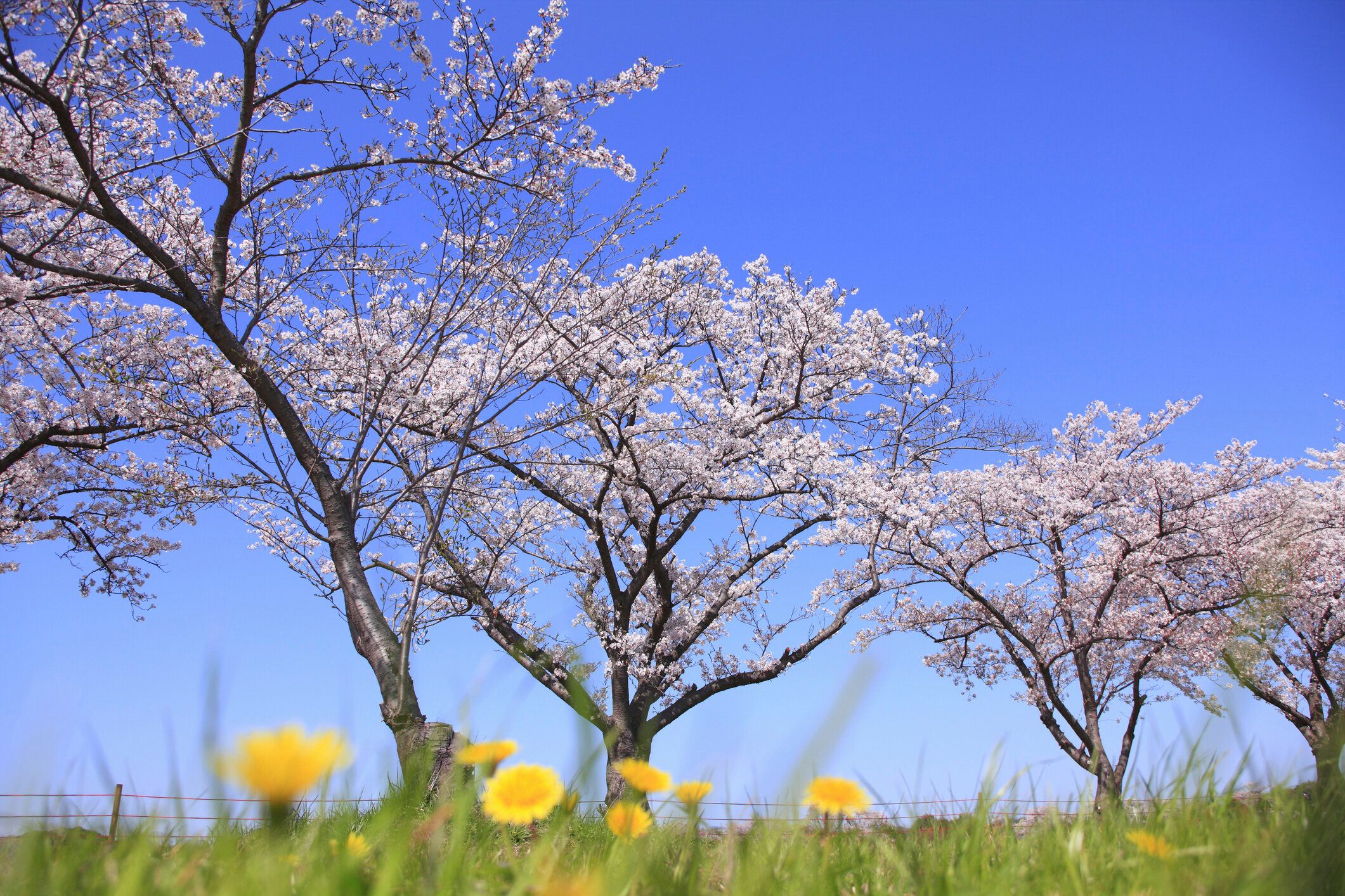 満開のタンポポと桜