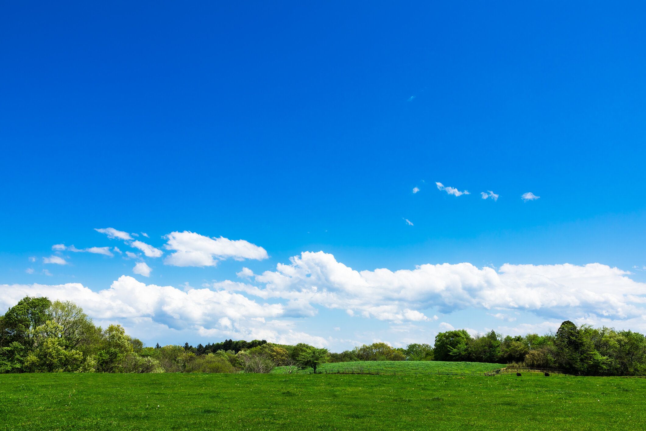 青空の下のハイランド牧場の風景4