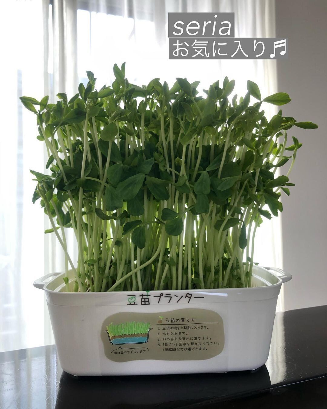 【セリア】豆苗専用！プランター