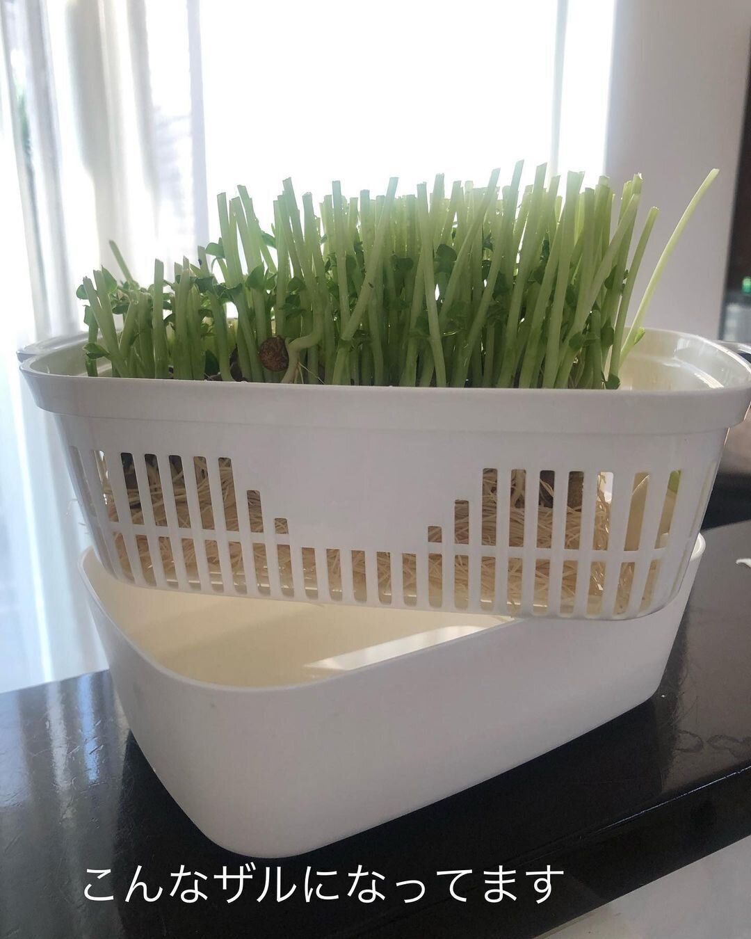 【セリア】豆苗専用！プランター