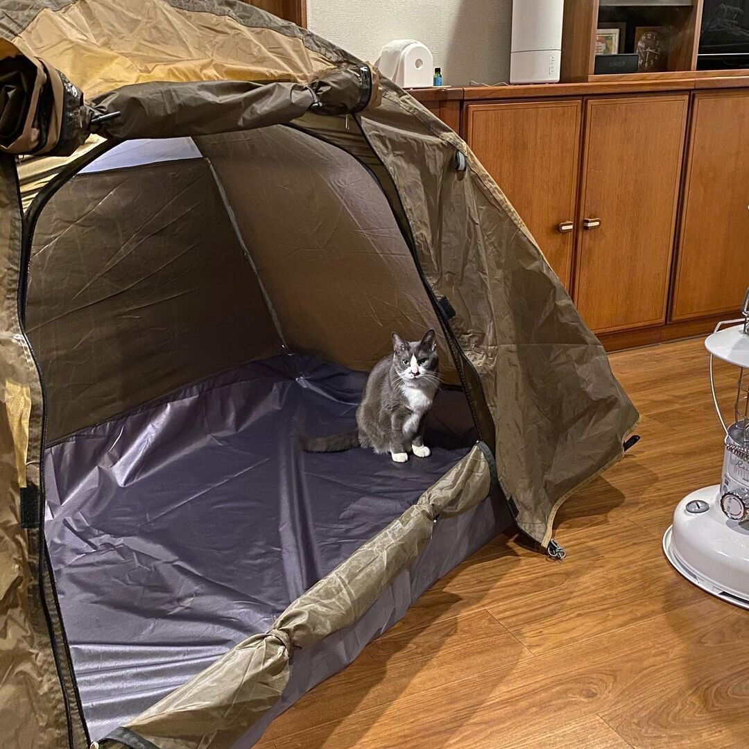 【ワークマン】高コスパすぎ！ソロキャンプにおすすめドームテント