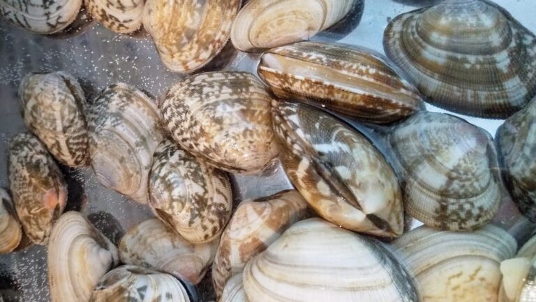 「あさり」があれば簡単！野菜がおいしく食べられる楽うまレシピをご紹介！