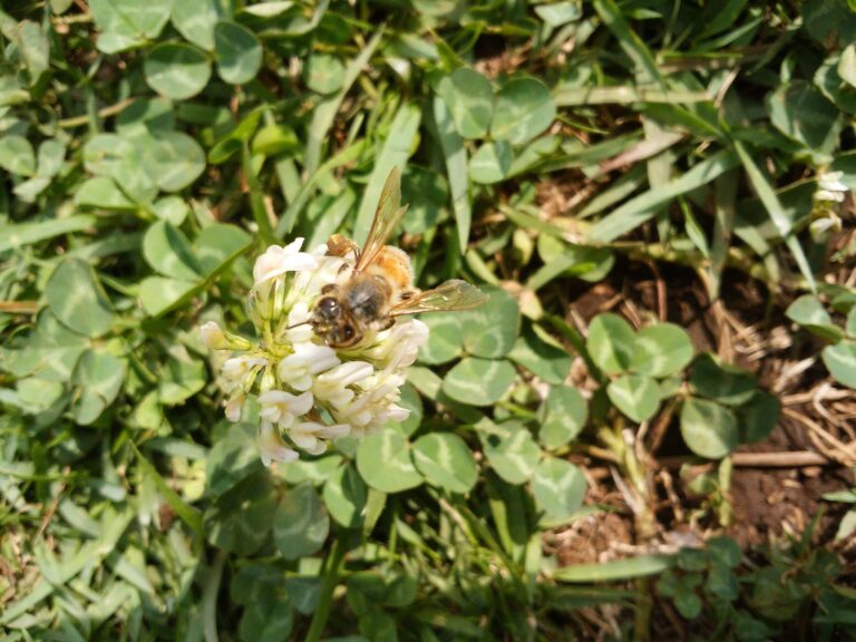 昆虫嫌いにこそ知ってほしい！虫がいないと人は生きていけない