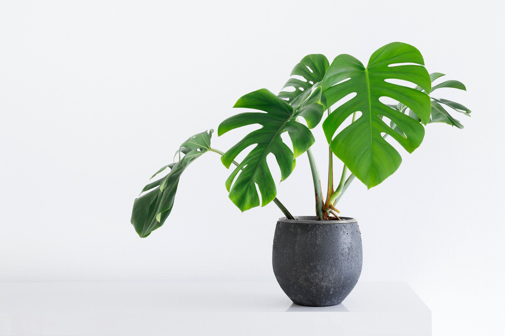 光のインテリアで白い背景に灰色の鍋に大きな葉の家の植物モンステラデリシオサ