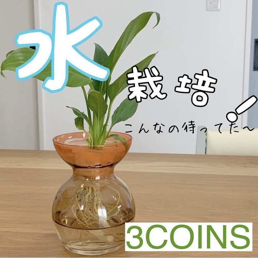水耕栽培したい人必見!植物&ガラスベース