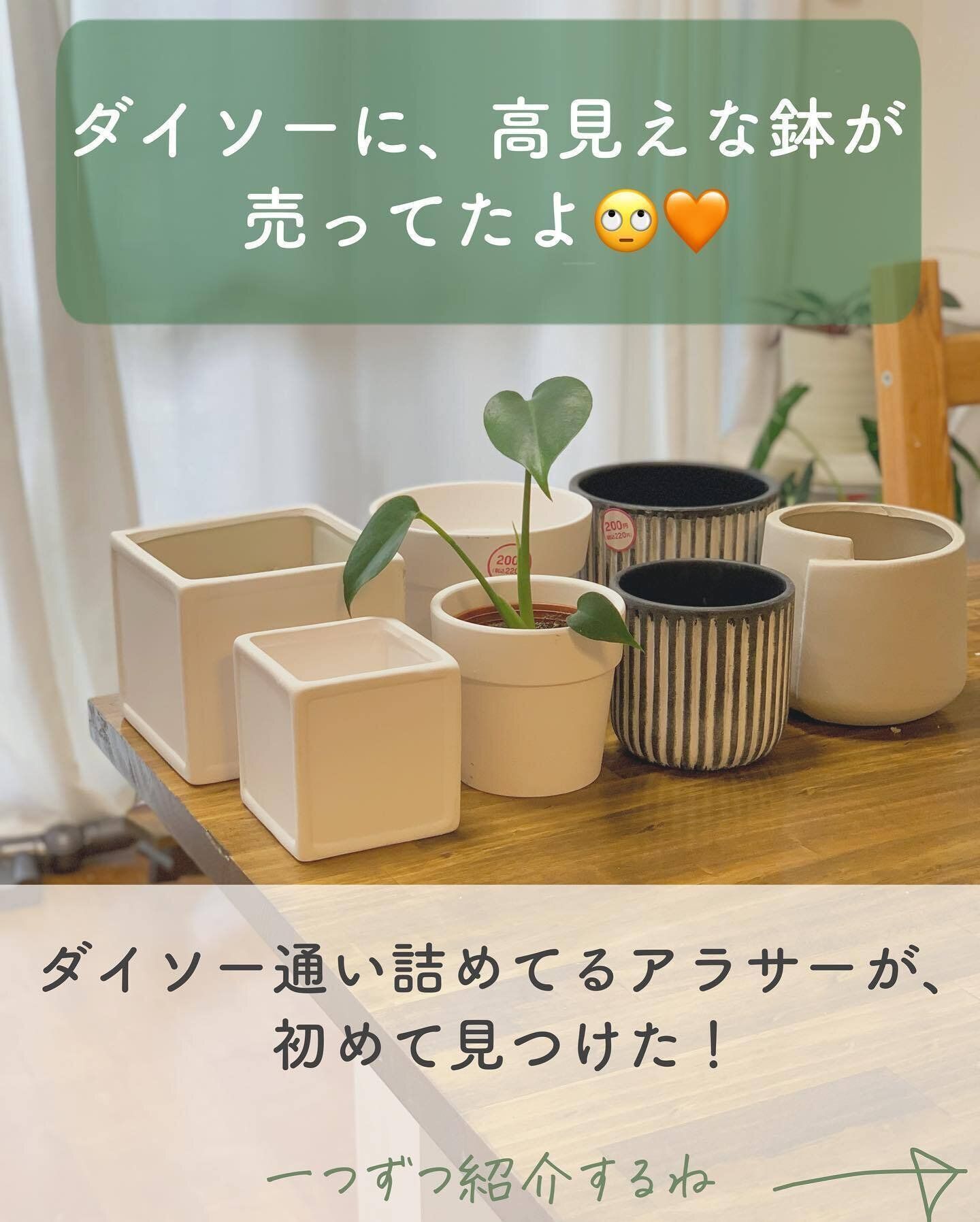 【ダイソー】おしゃれなデザインで植物を格上げ！